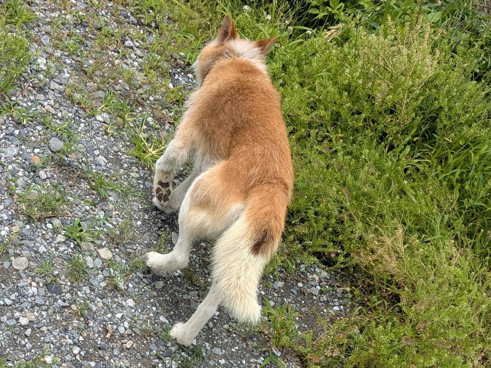目撃された犬 目撃された犬