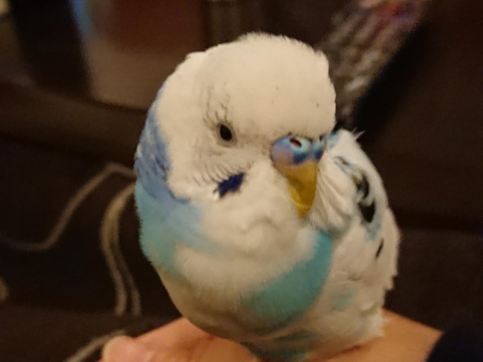 レンちゃん レンちゃん