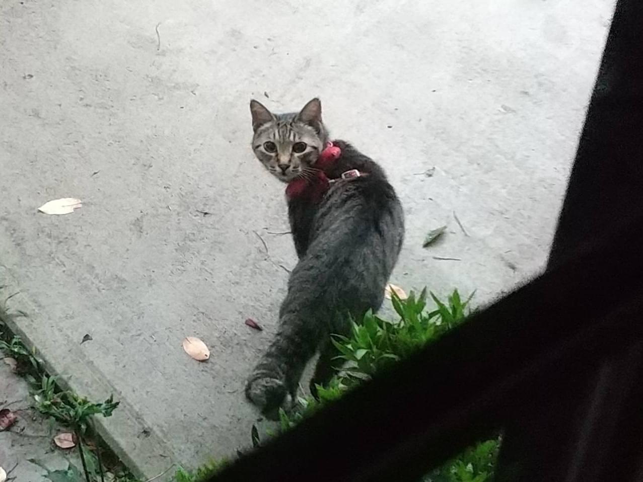 目撃された猫 目撃された猫