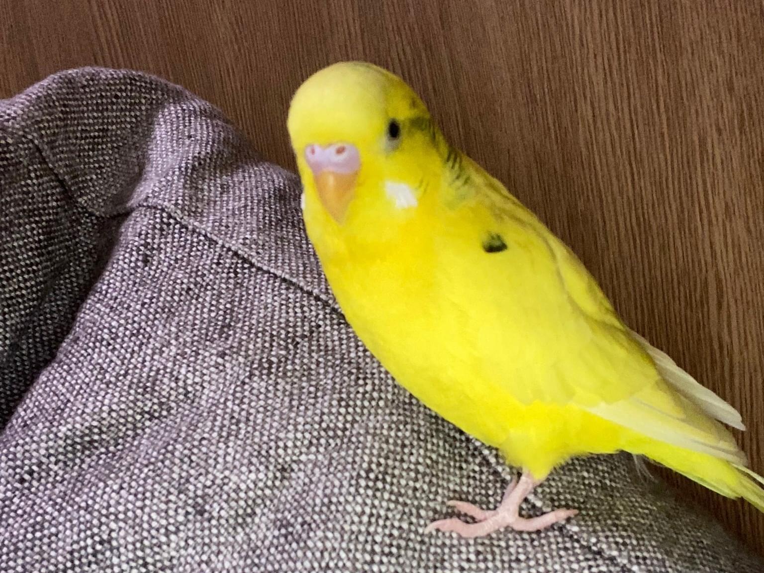 キティーちゃん キティーちゃん