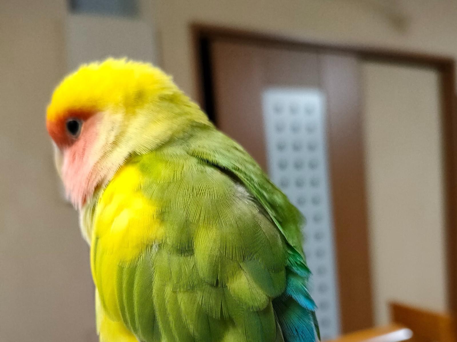サクラちゃん サクラちゃん