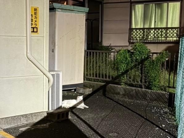 目撃された猫 目撃された猫