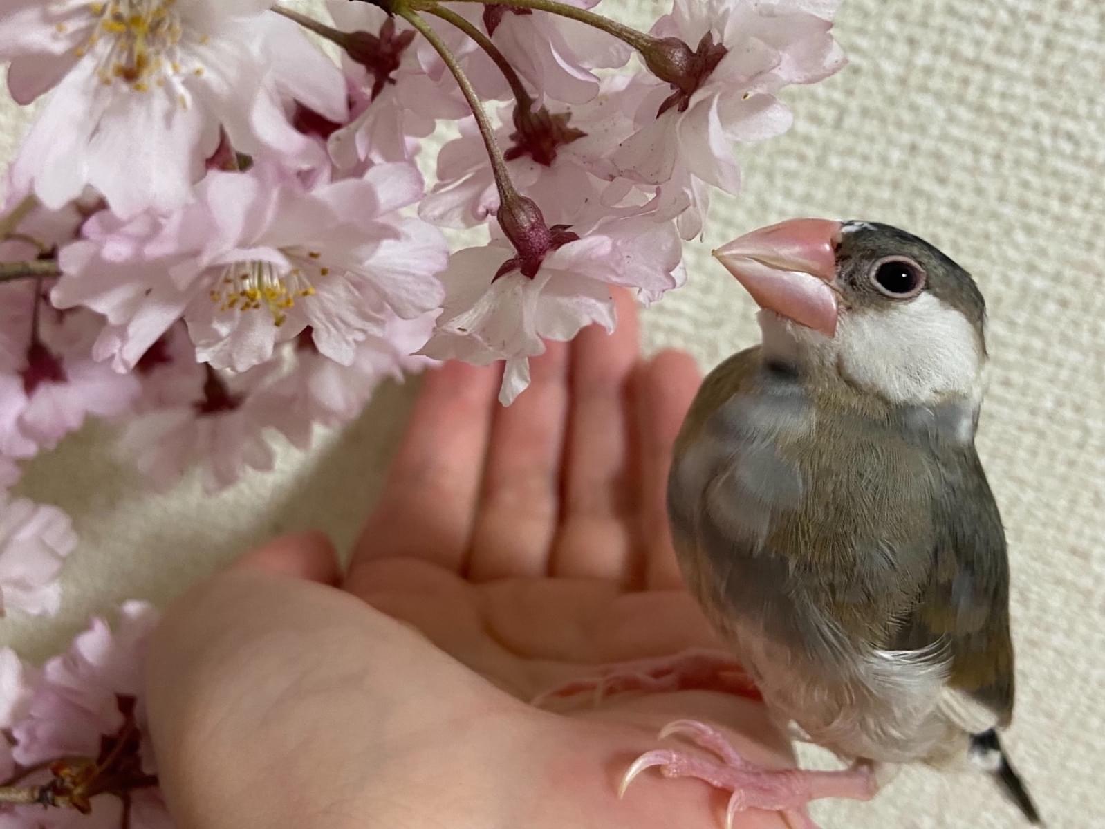 ぷんぷんちゃん ぷんぷんちゃん