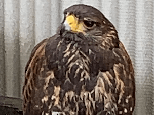 迷子になった鳥 迷子になった鳥