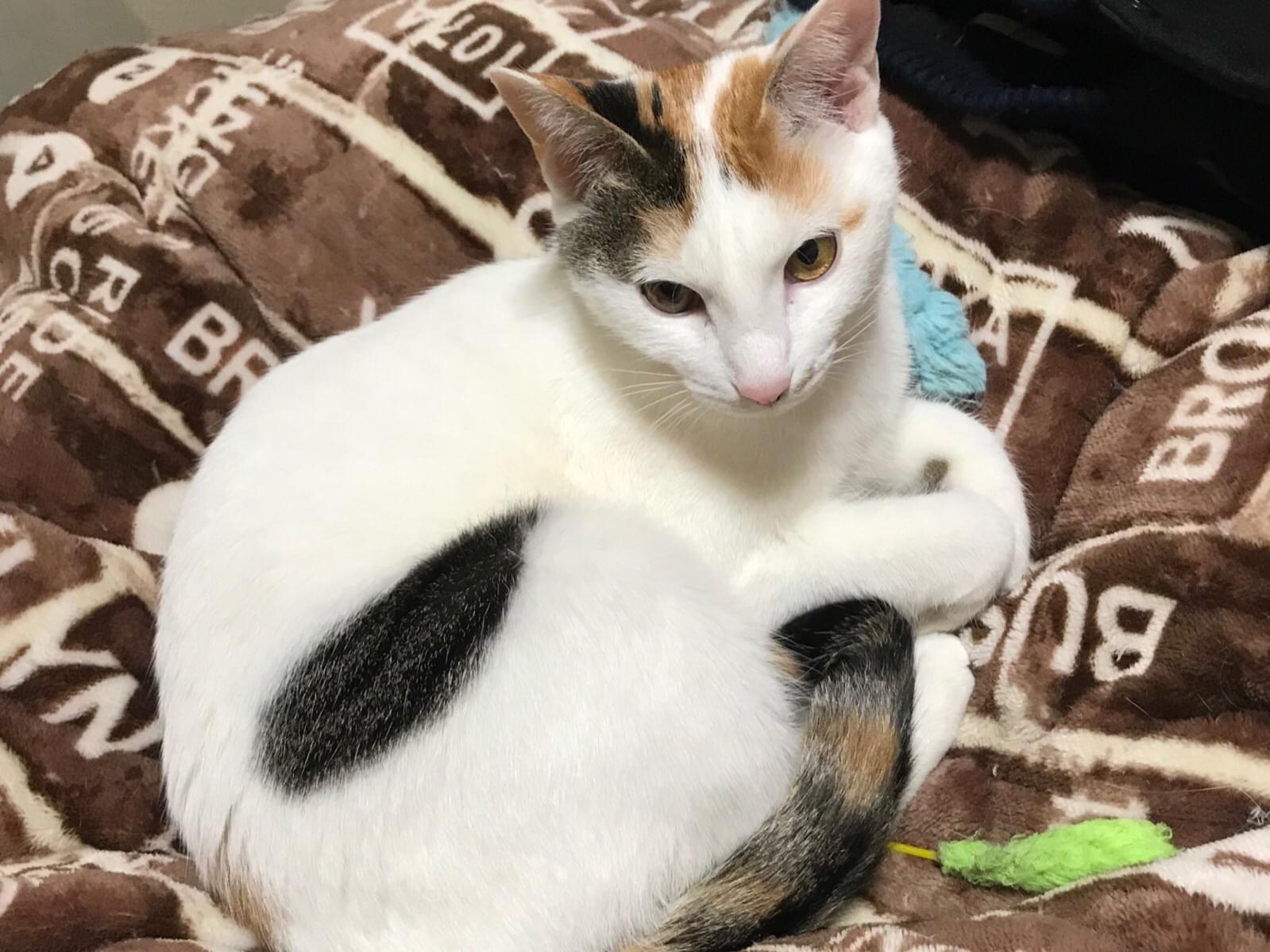 パーちゃん パーちゃん