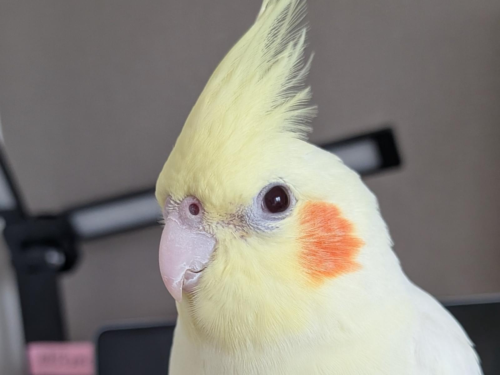 たんぽぽちゃん たんぽぽちゃん