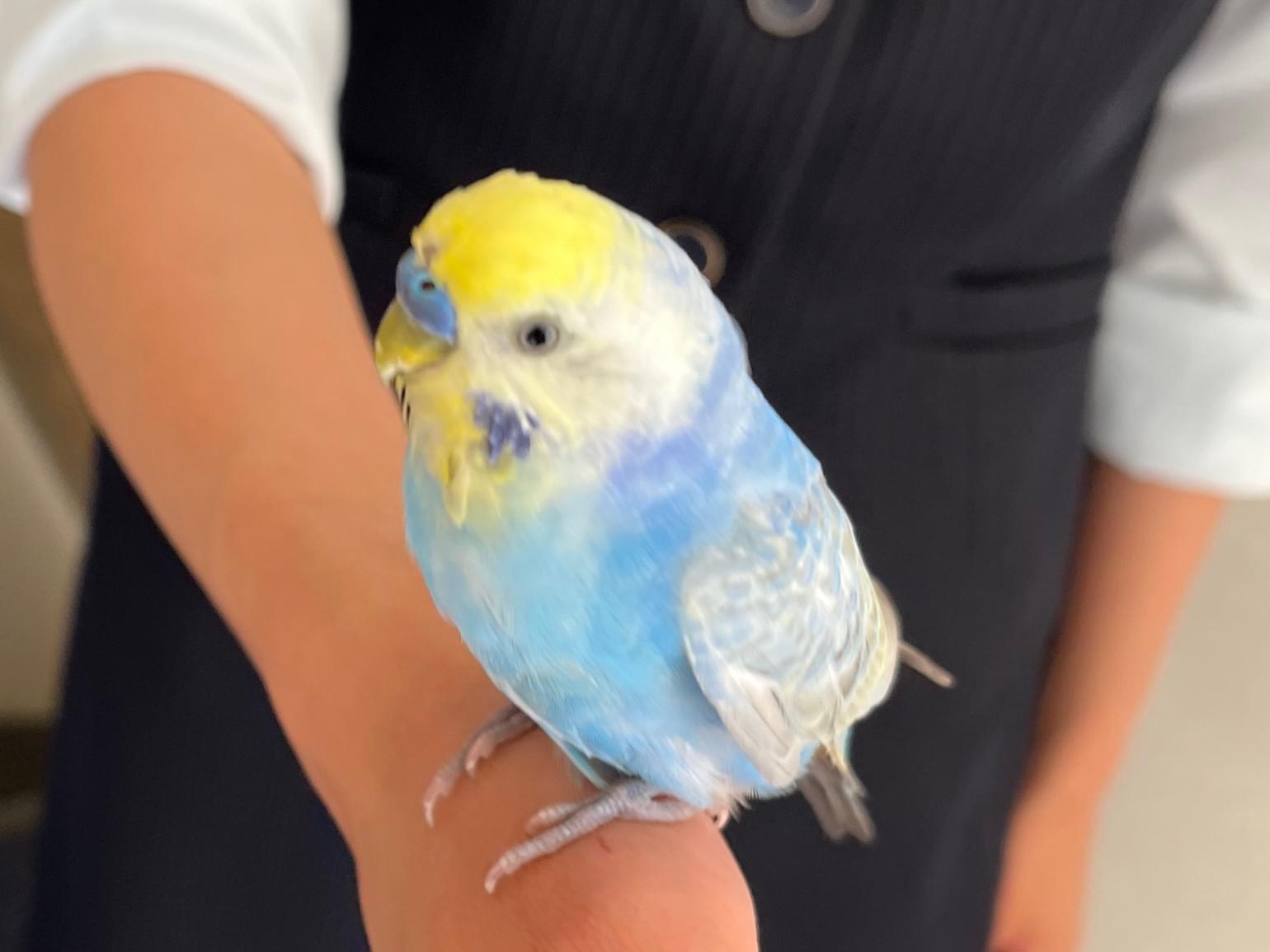 保護された鳥 保護された鳥