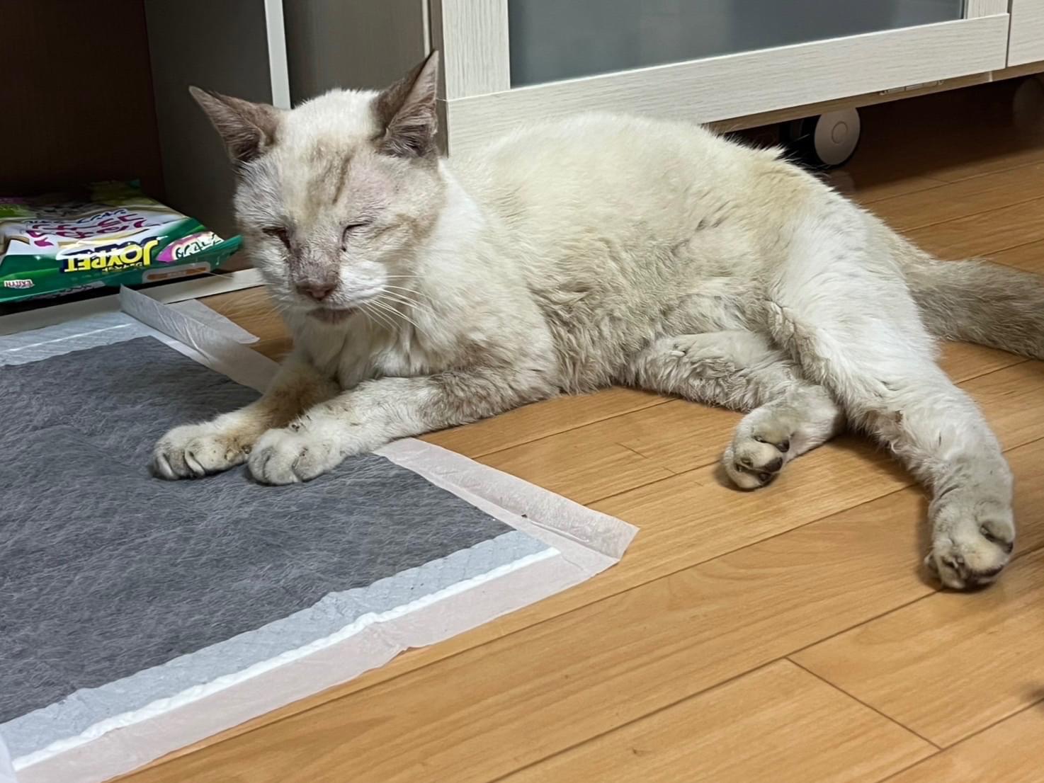 保護された猫 保護された猫