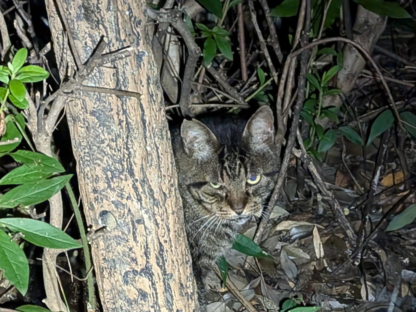 目撃された猫 目撃された猫
