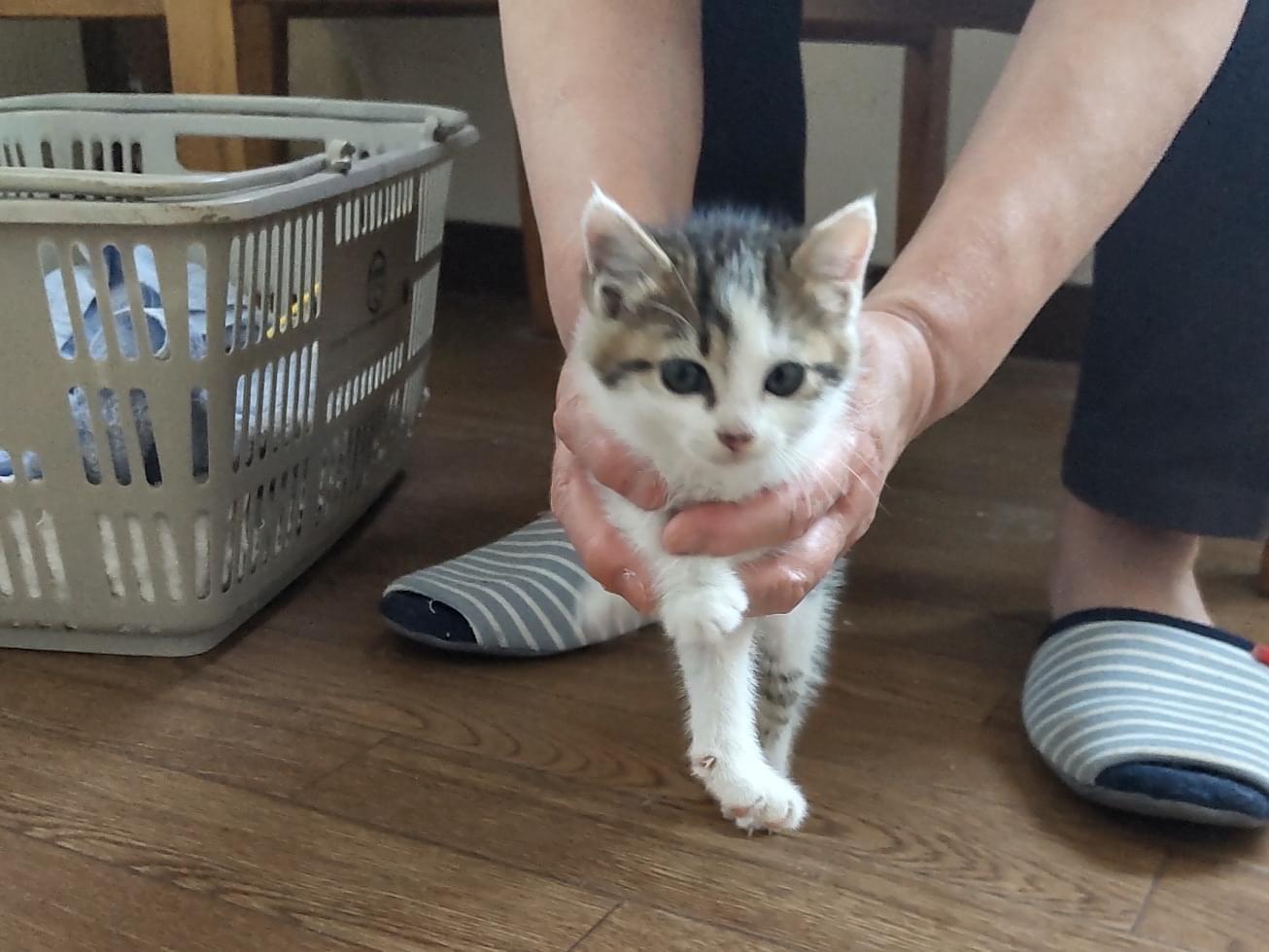 保護された猫 保護された猫