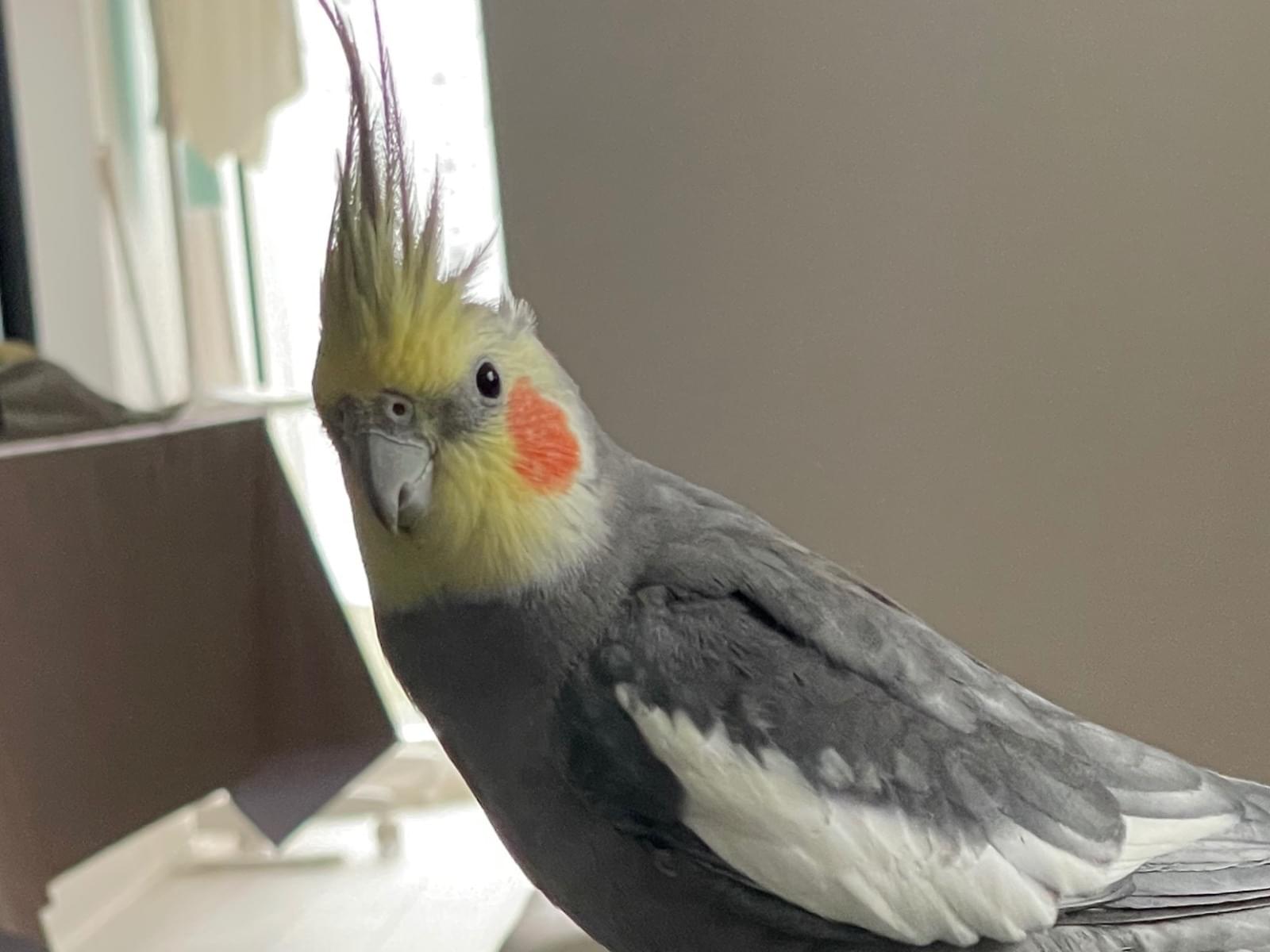 ぴーちゃん