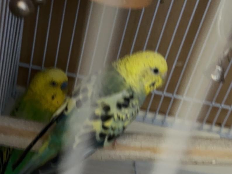 そらちゃん そらちゃん