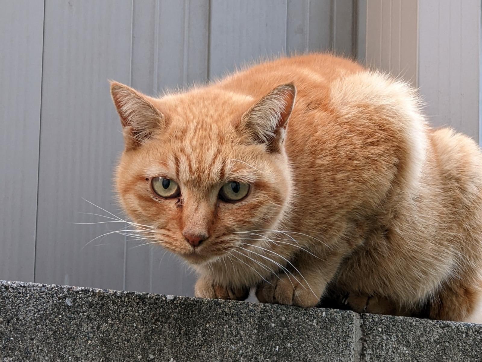 目撃された猫 目撃された猫