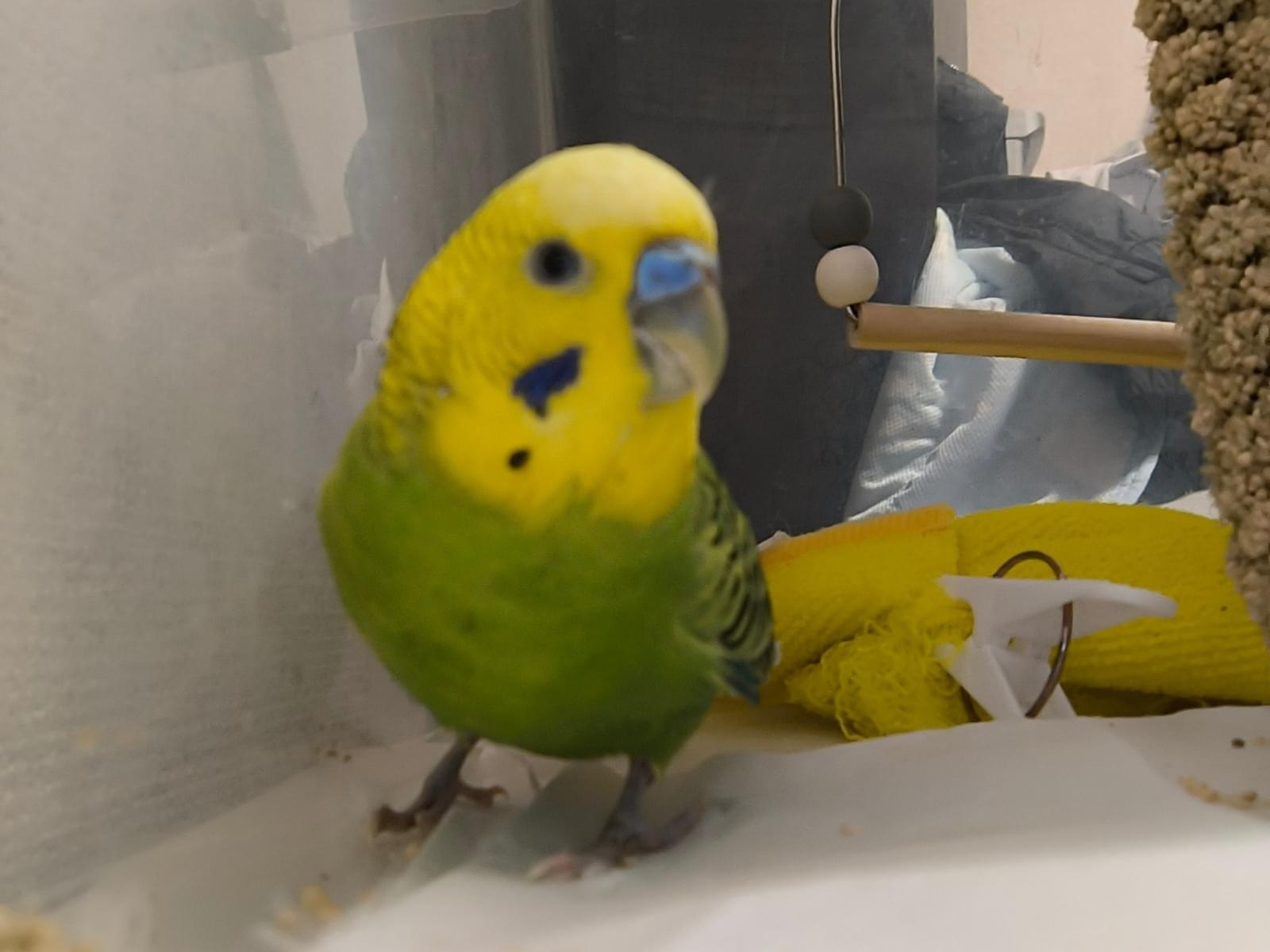 保護された鳥 保護された鳥
