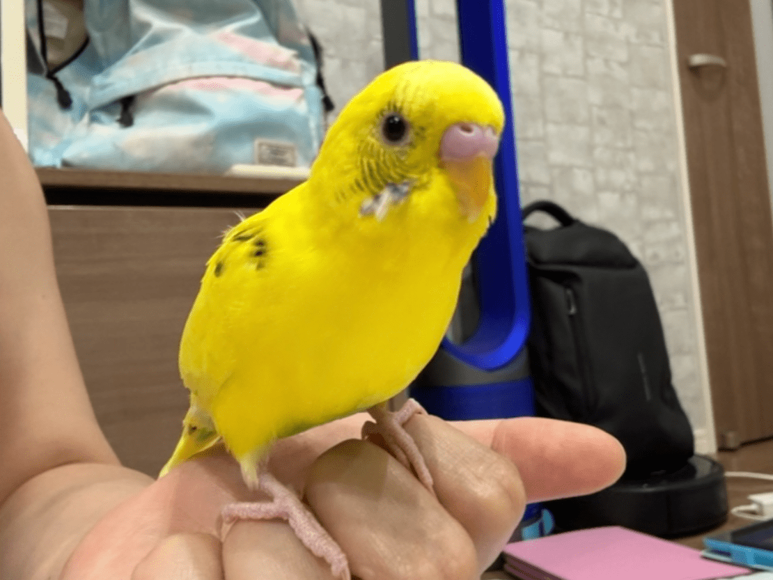 ポピーちゃん ポピーちゃん