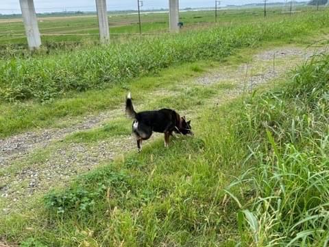 目撃された犬 目撃された犬