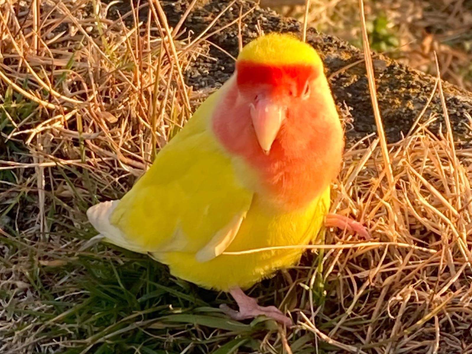 目撃された鳥 目撃された鳥