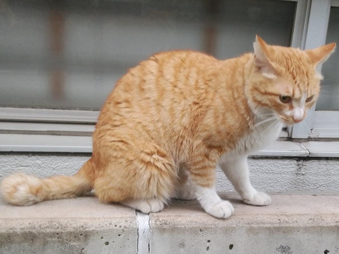 目撃された猫 目撃された猫