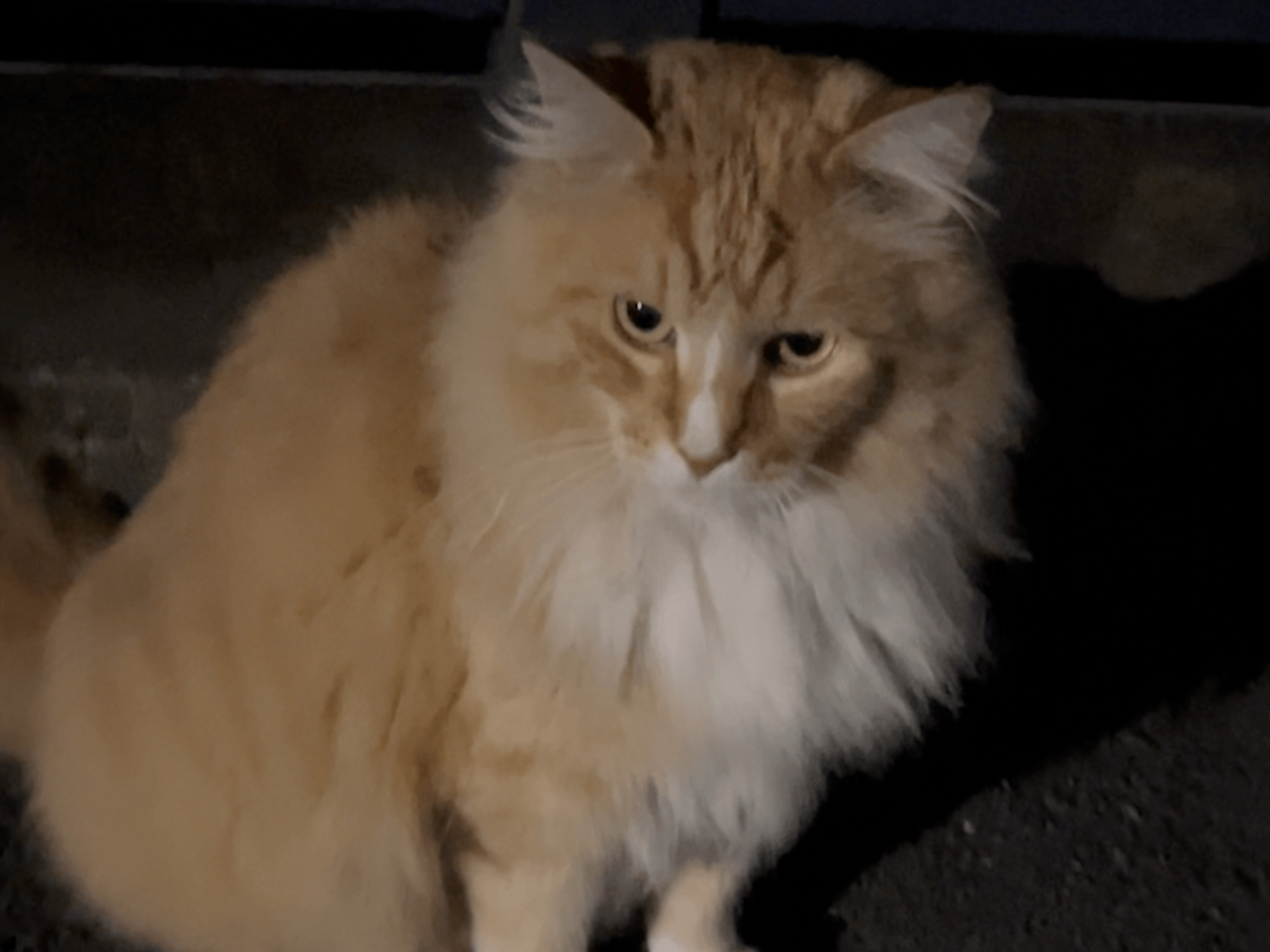 目撃された猫 目撃された猫