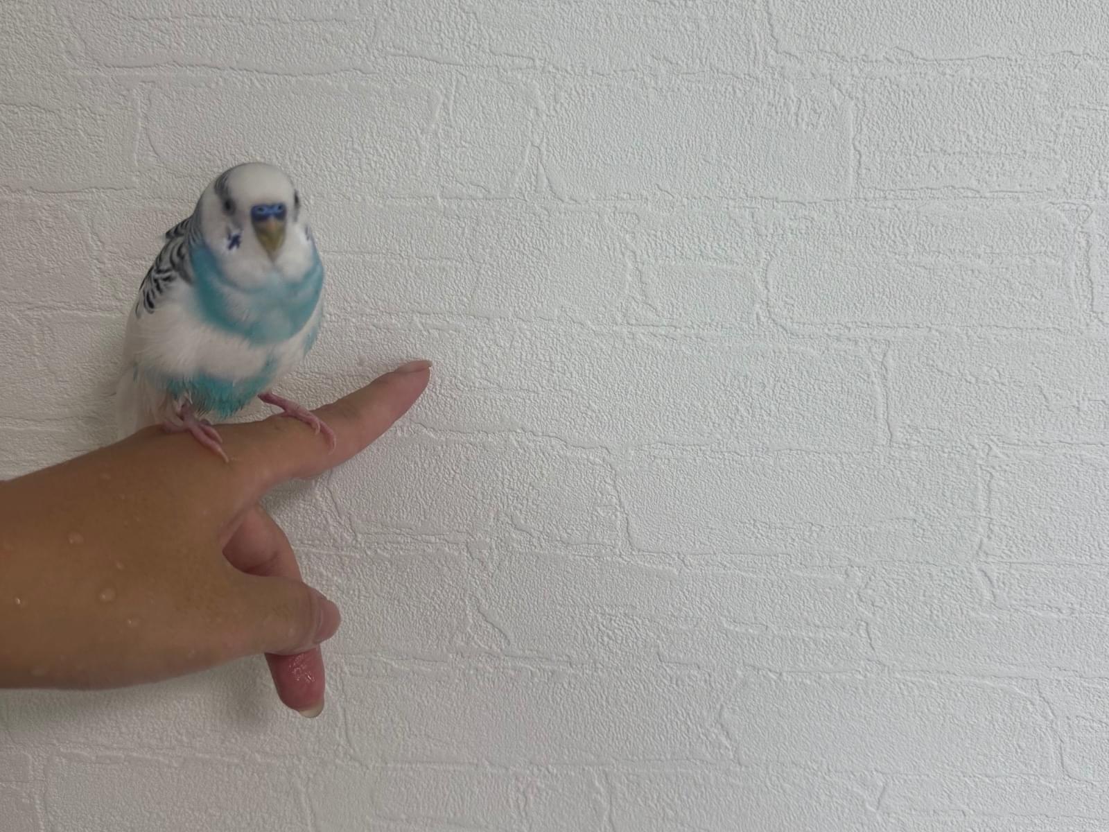 保護された鳥 保護された鳥