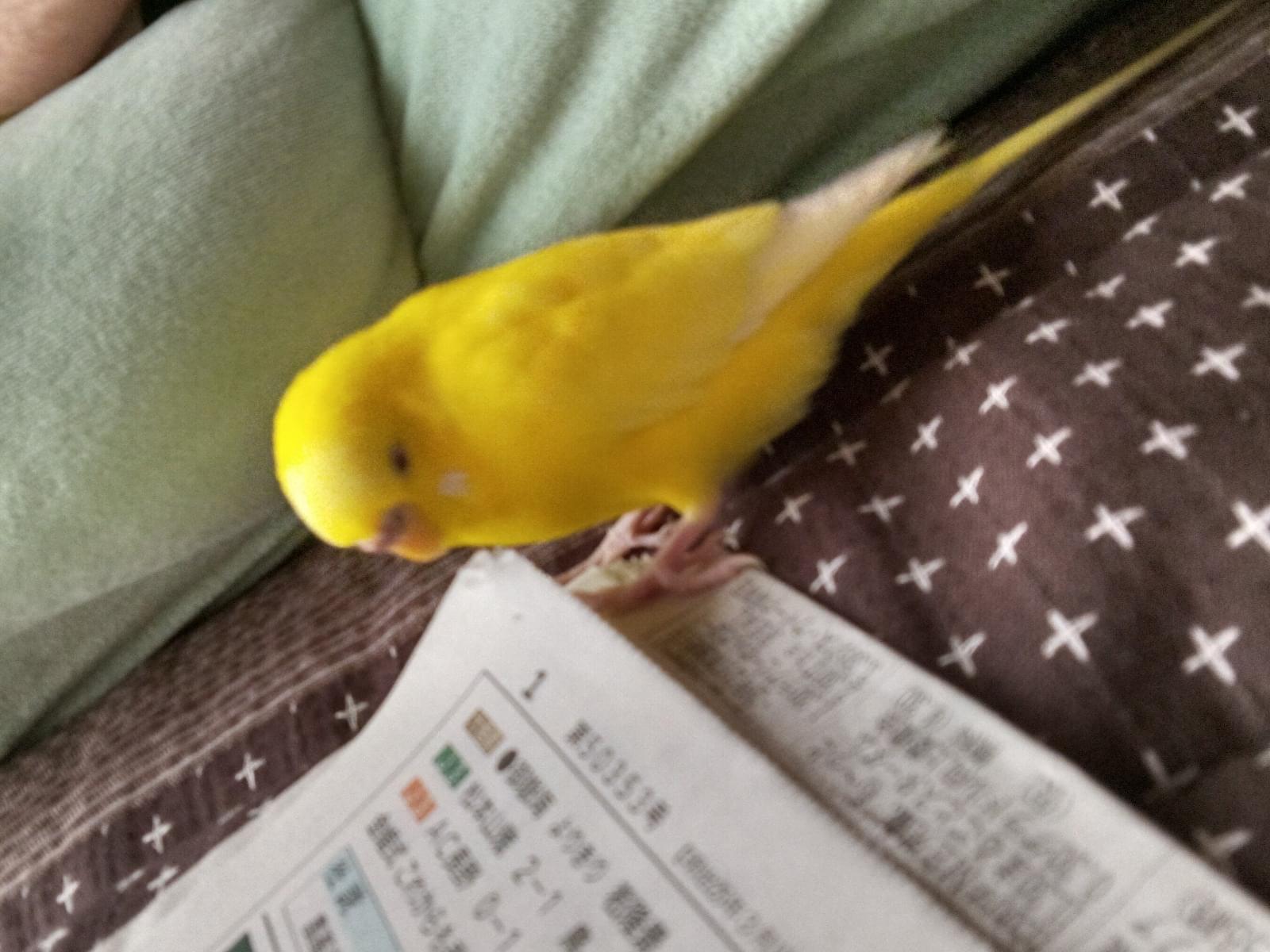さくらちゃん さくらちゃん