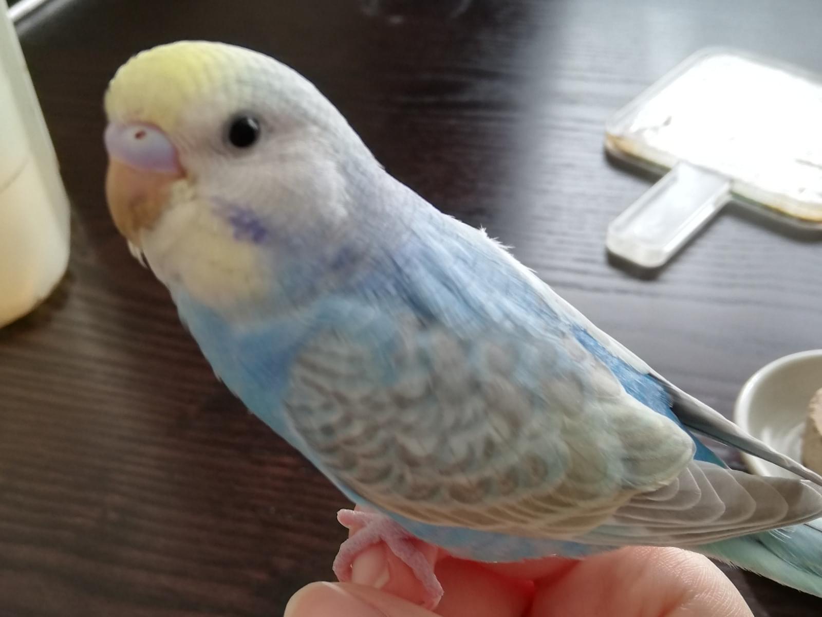 きゅうちゃん きゅうちゃん