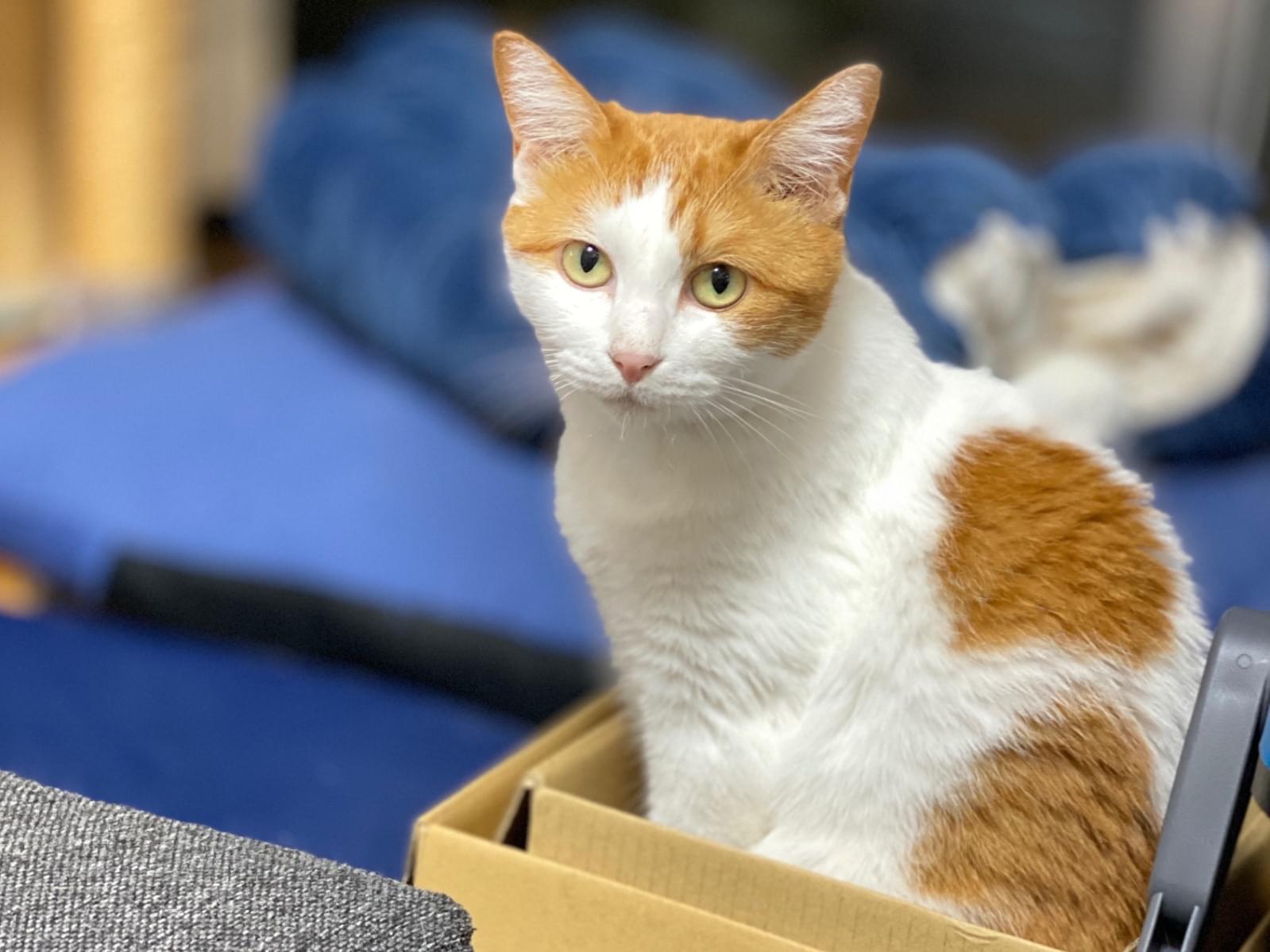 とーふちゃん とーふちゃん