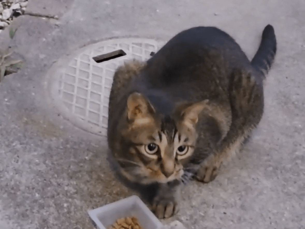 目撃された猫 目撃された猫