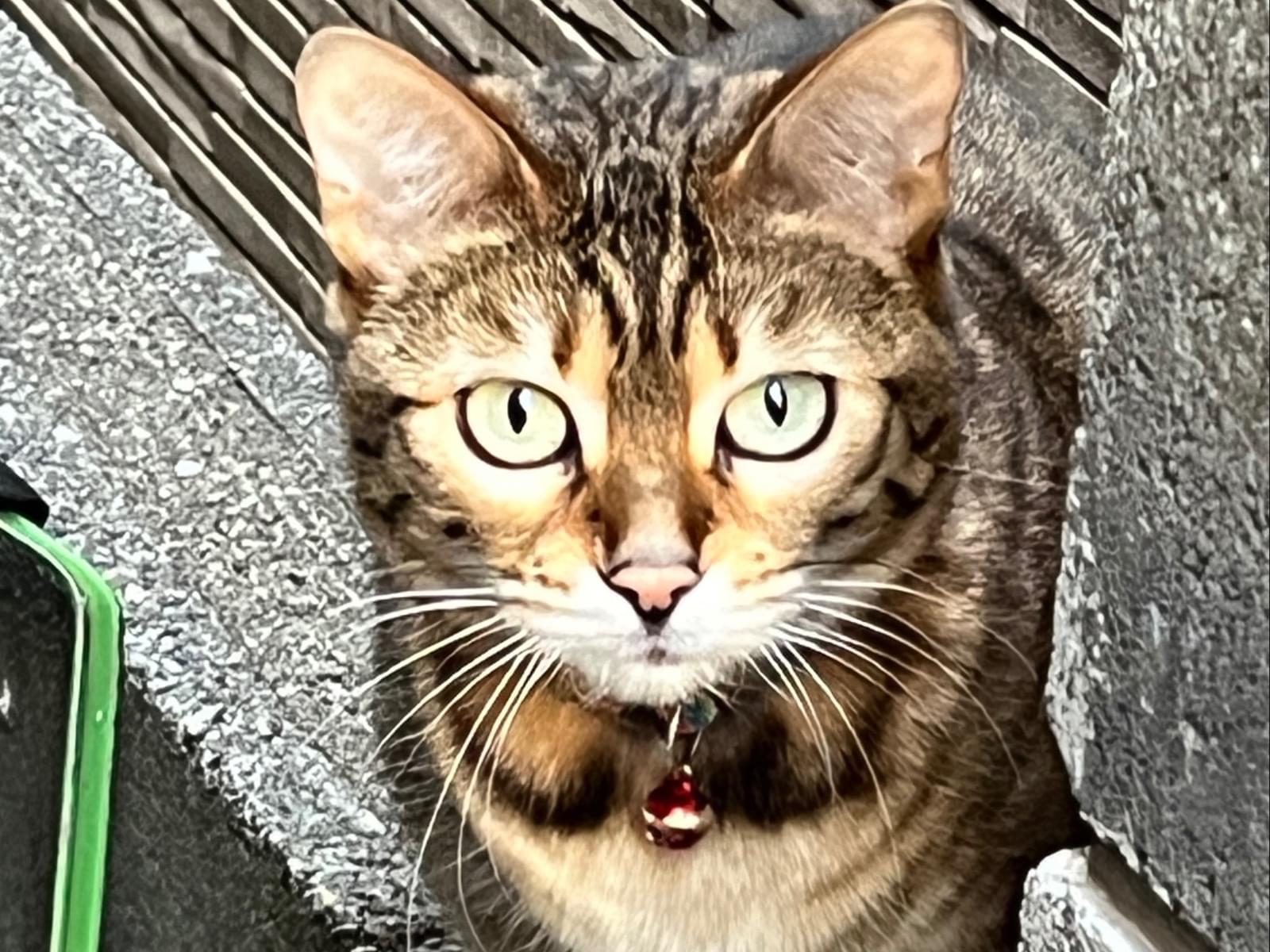 目撃された猫 目撃された猫