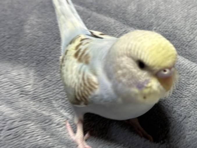 ピーちゃん