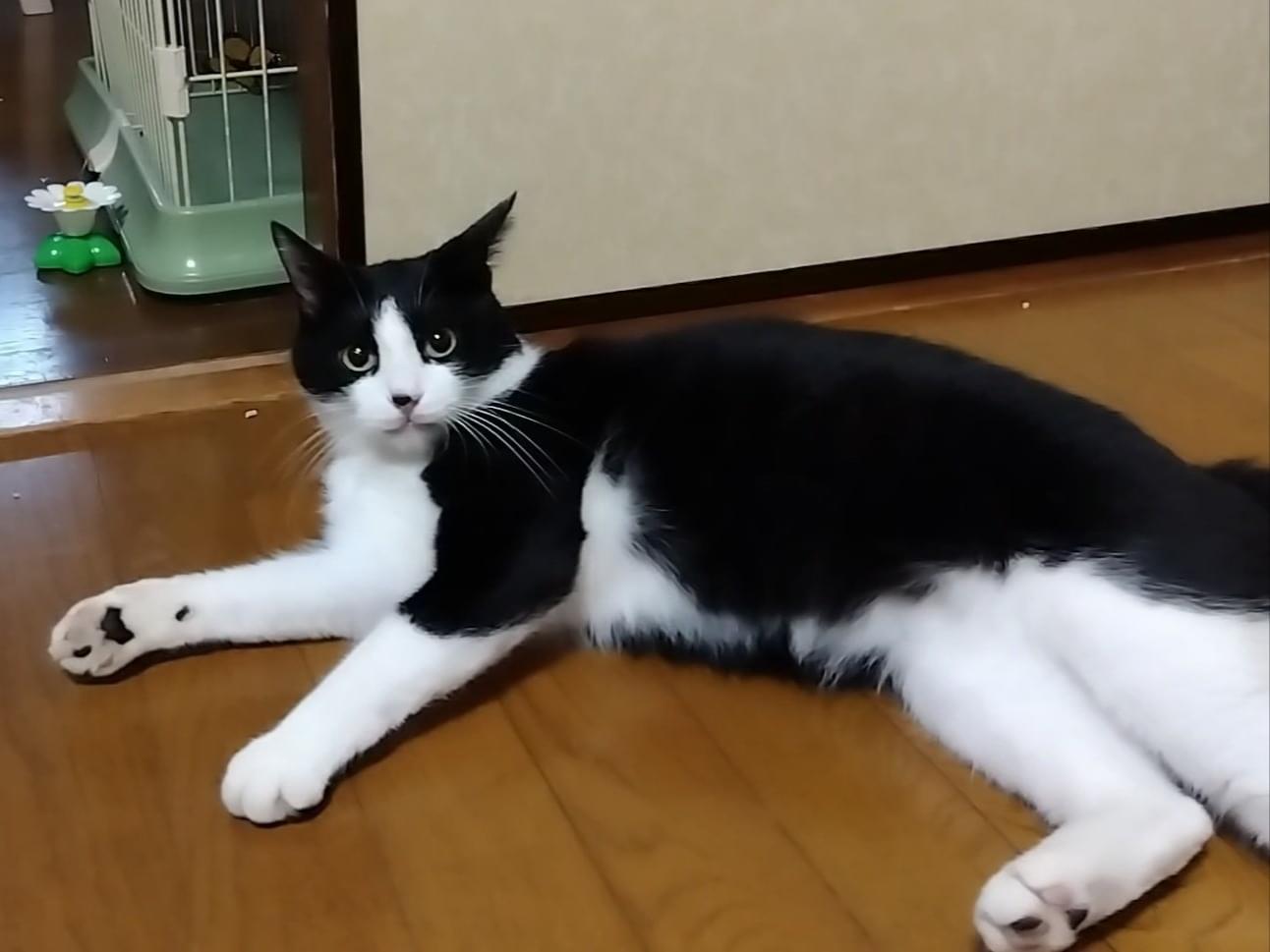 ジャレちゃん ジャレちゃん