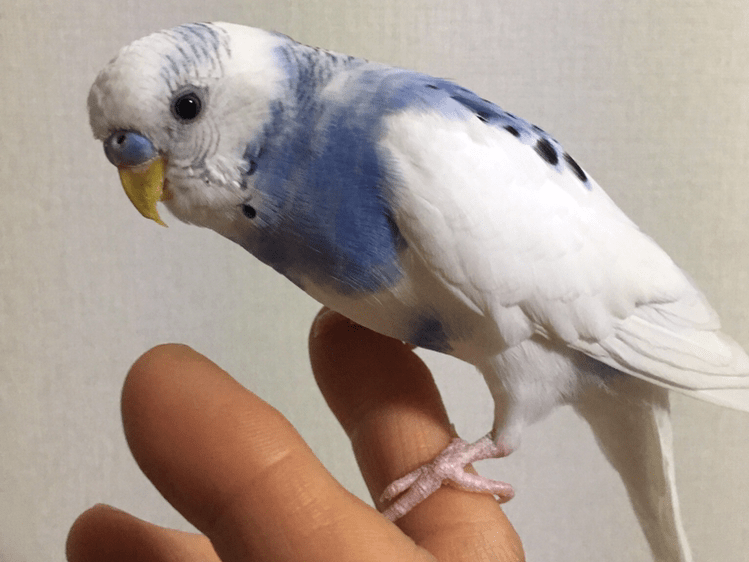 ピピちゃん ピピちゃん