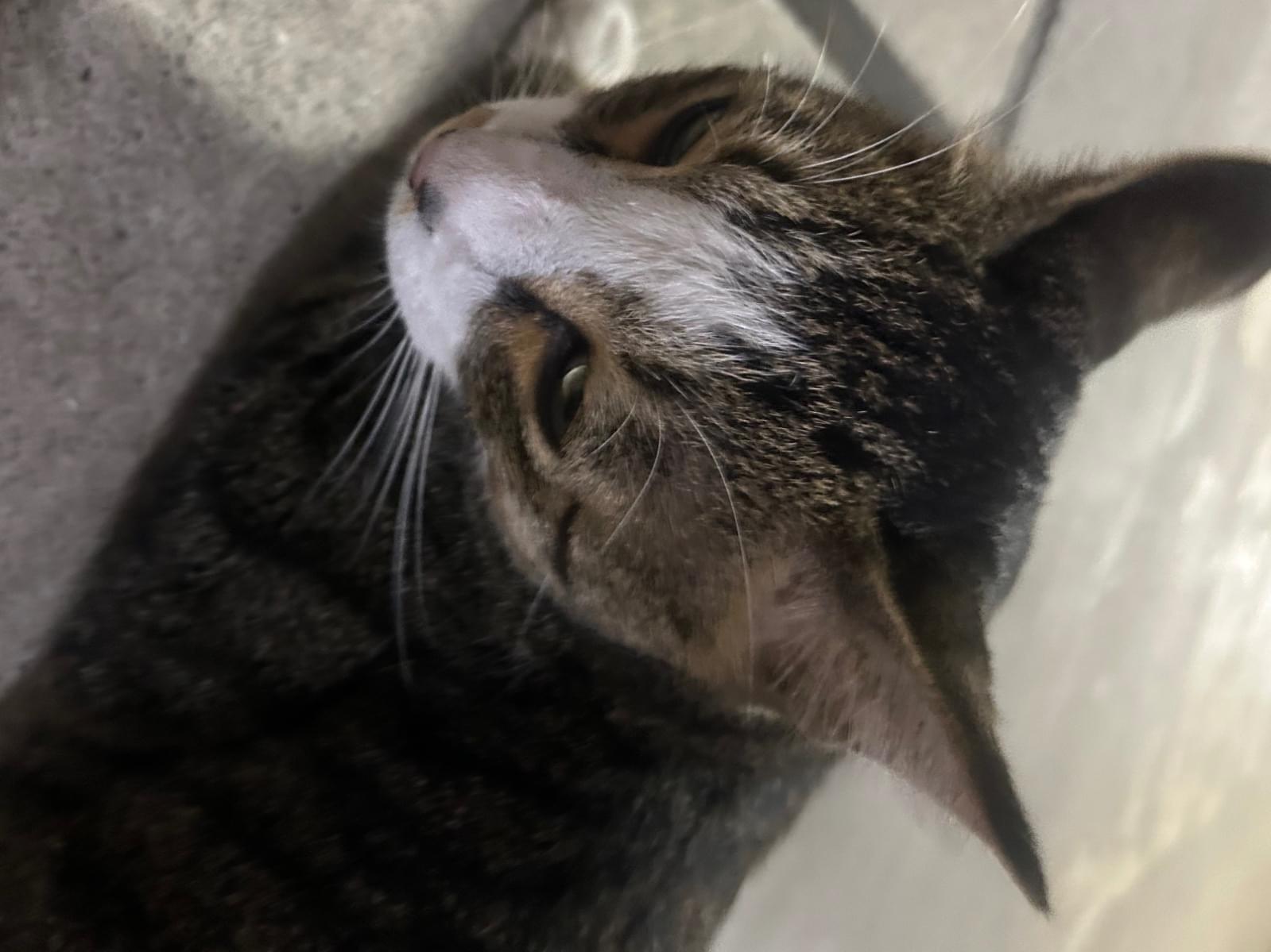目撃された猫