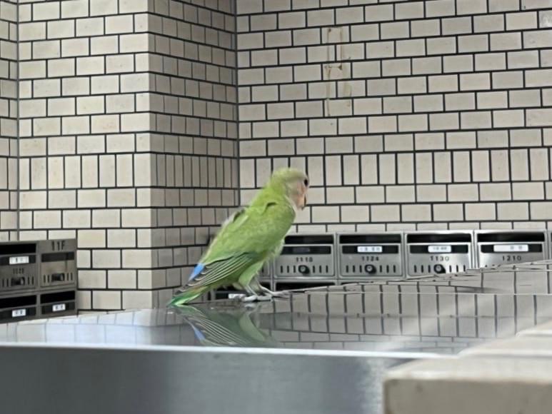 目撃された鳥 目撃された鳥