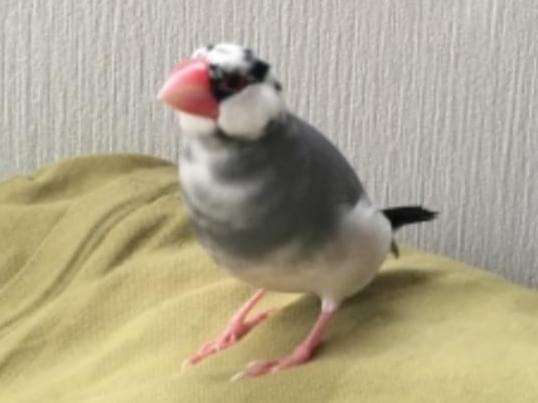 ごまちゃん ごまちゃん
