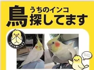 オカメインコ(白)を探しています
