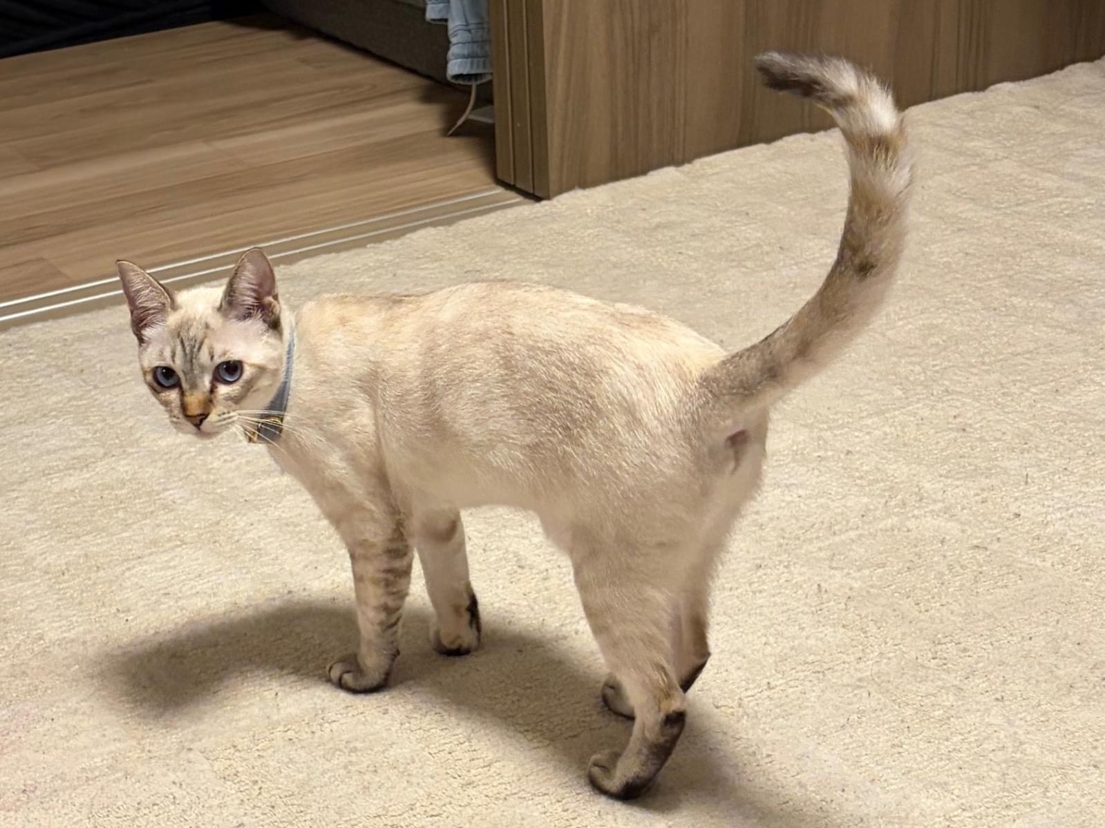 てんちゃん てんちゃん