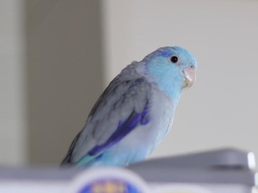 ピータンちゃん ピータンちゃん