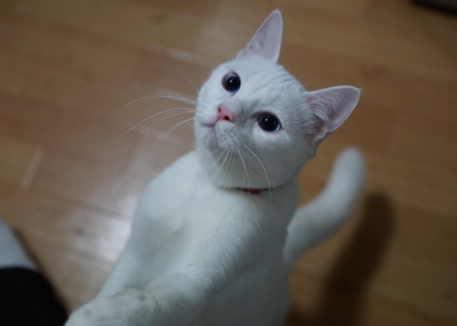白猫 L L Lサイズ 白猫ちゃん 猫 ふわふわ 置物 受注商品 羊毛