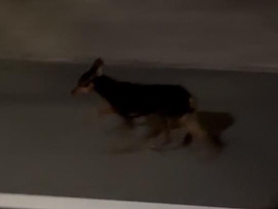目撃された犬 目撃された犬
