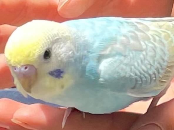保護された鳥 保護された鳥