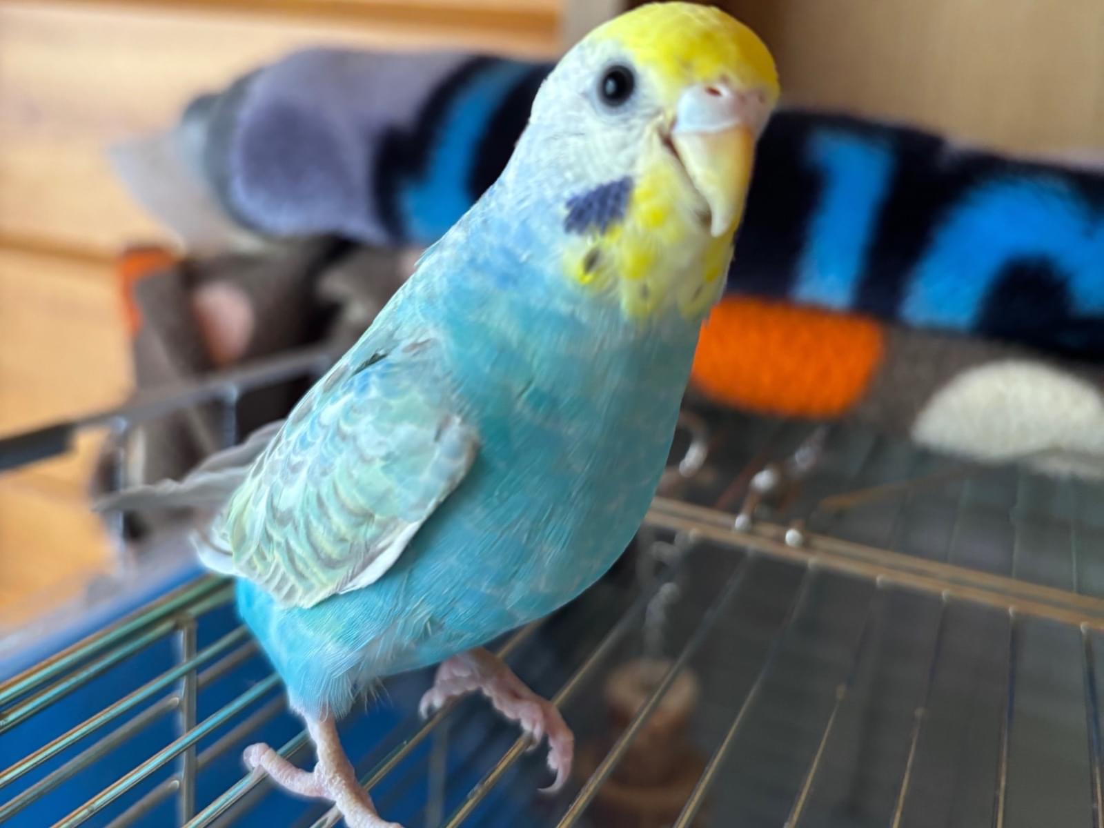 にこちゃん にこちゃん