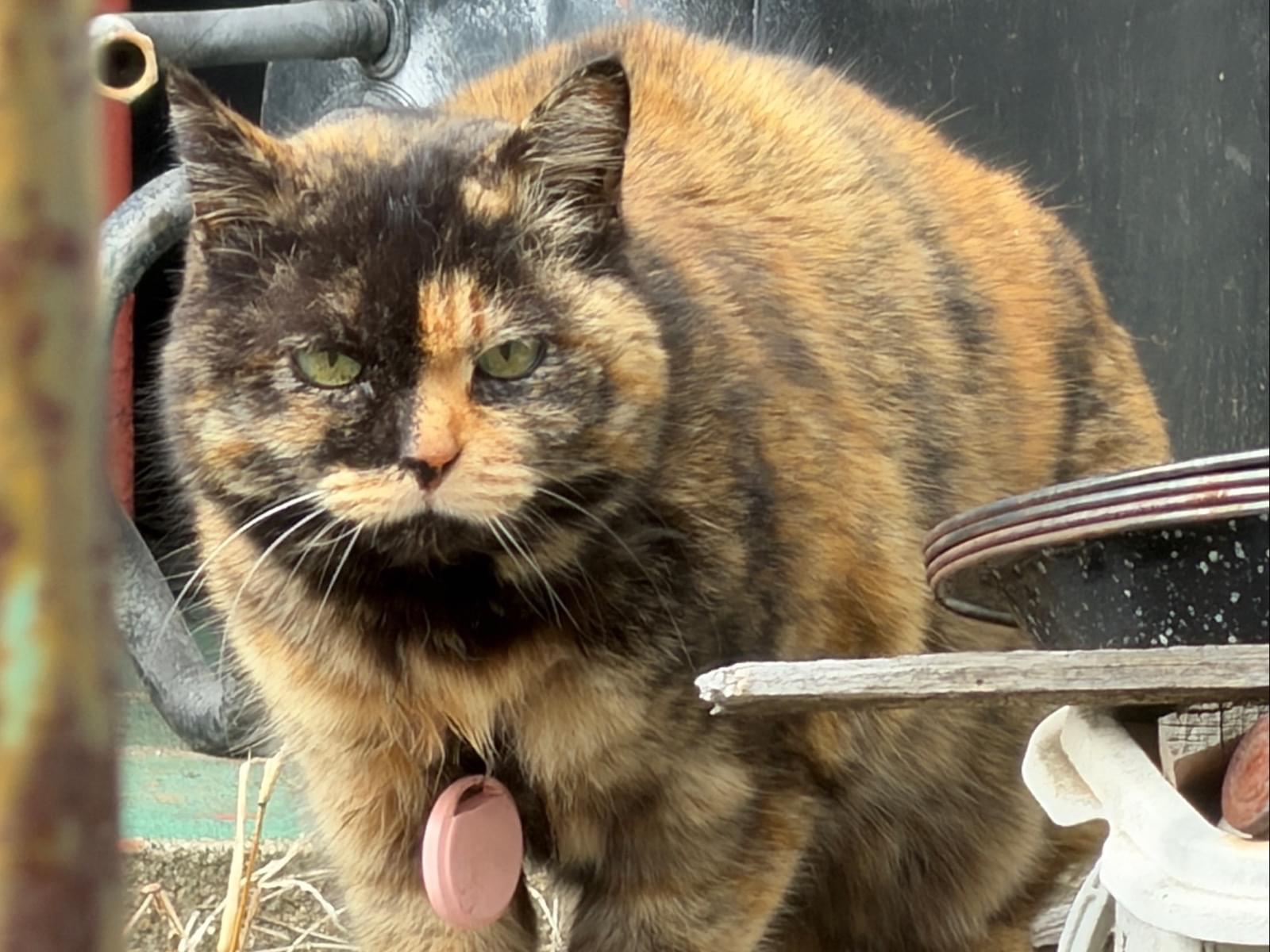 目撃された猫