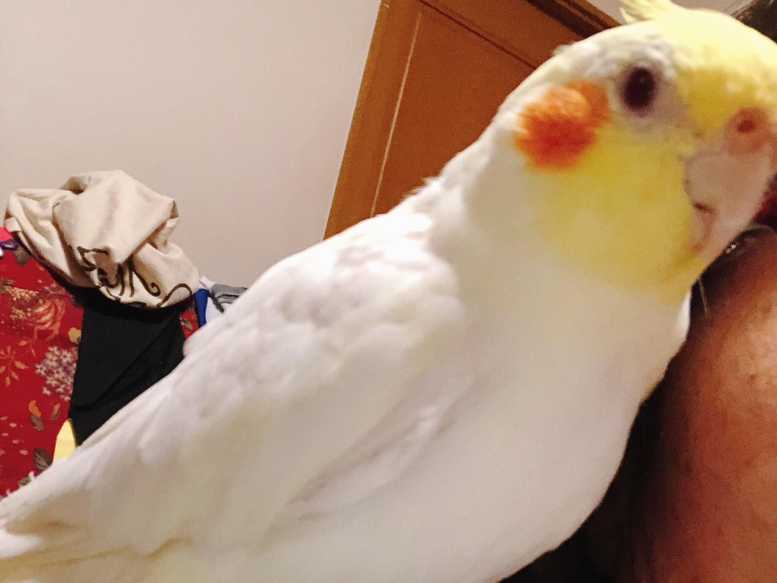 つくねちゃん つくねちゃん