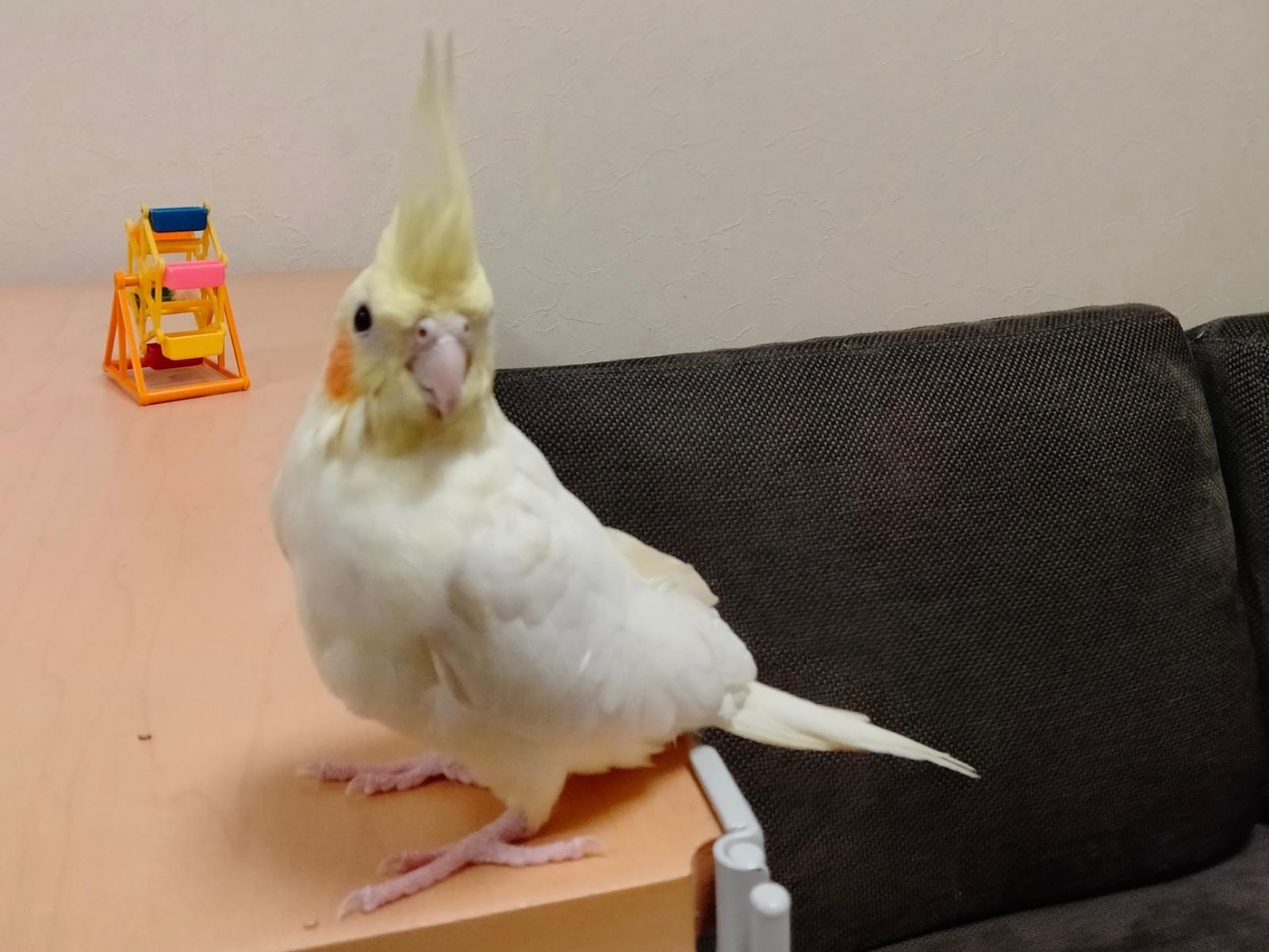 ボンボンちゃん ボンボンちゃん
