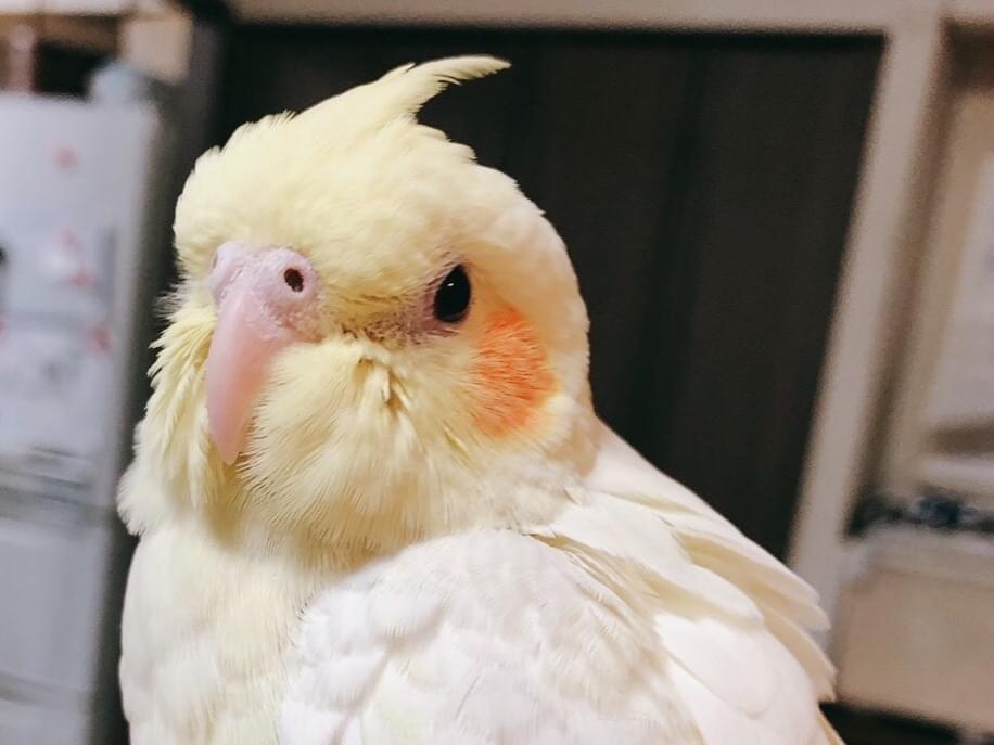 べにちゃん べにちゃん