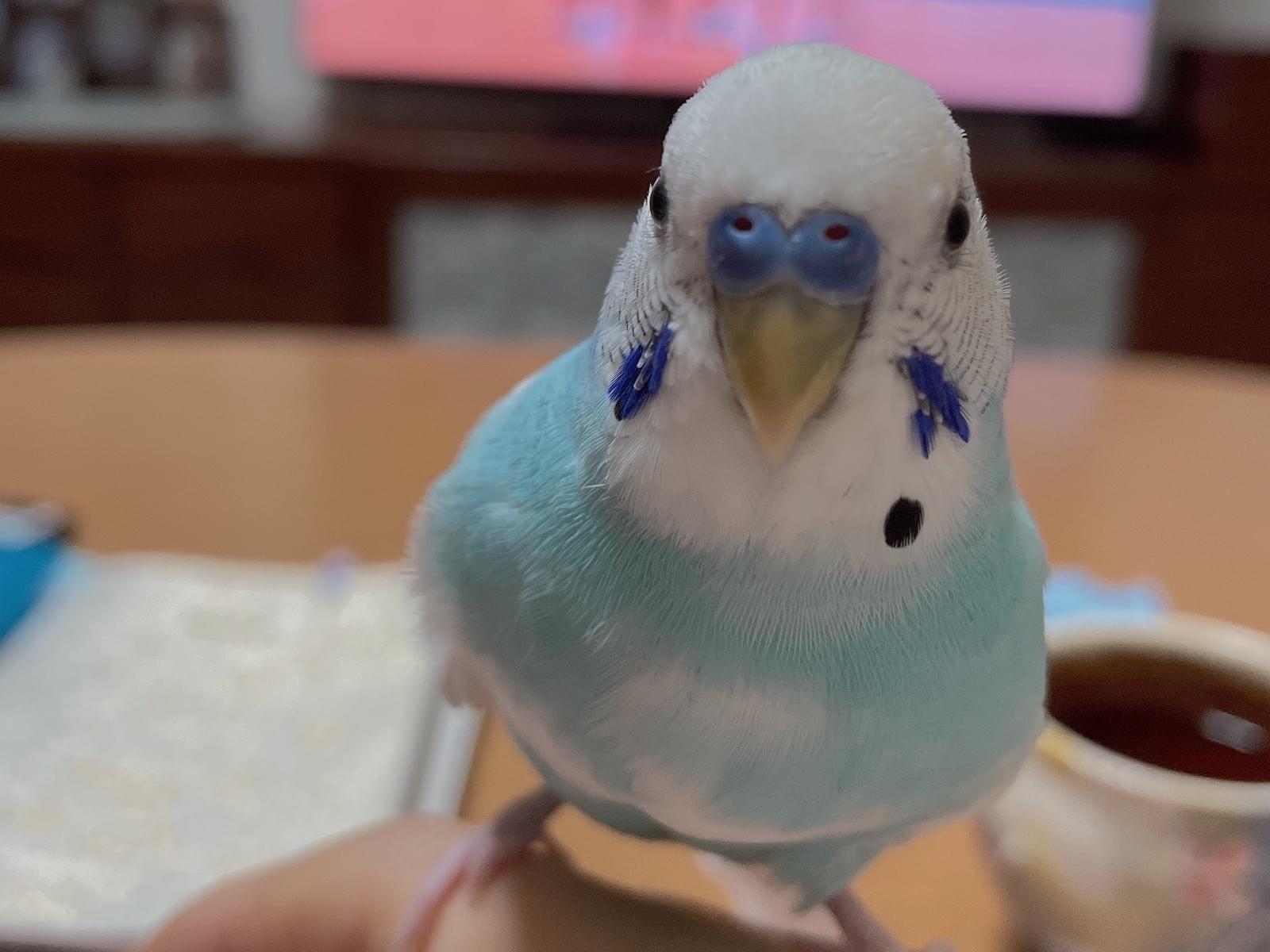 ユニちゃん ユニちゃん