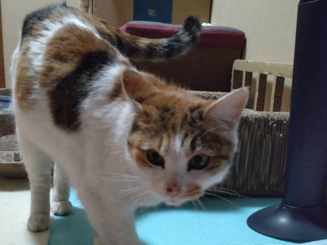 保護された猫 保護された猫