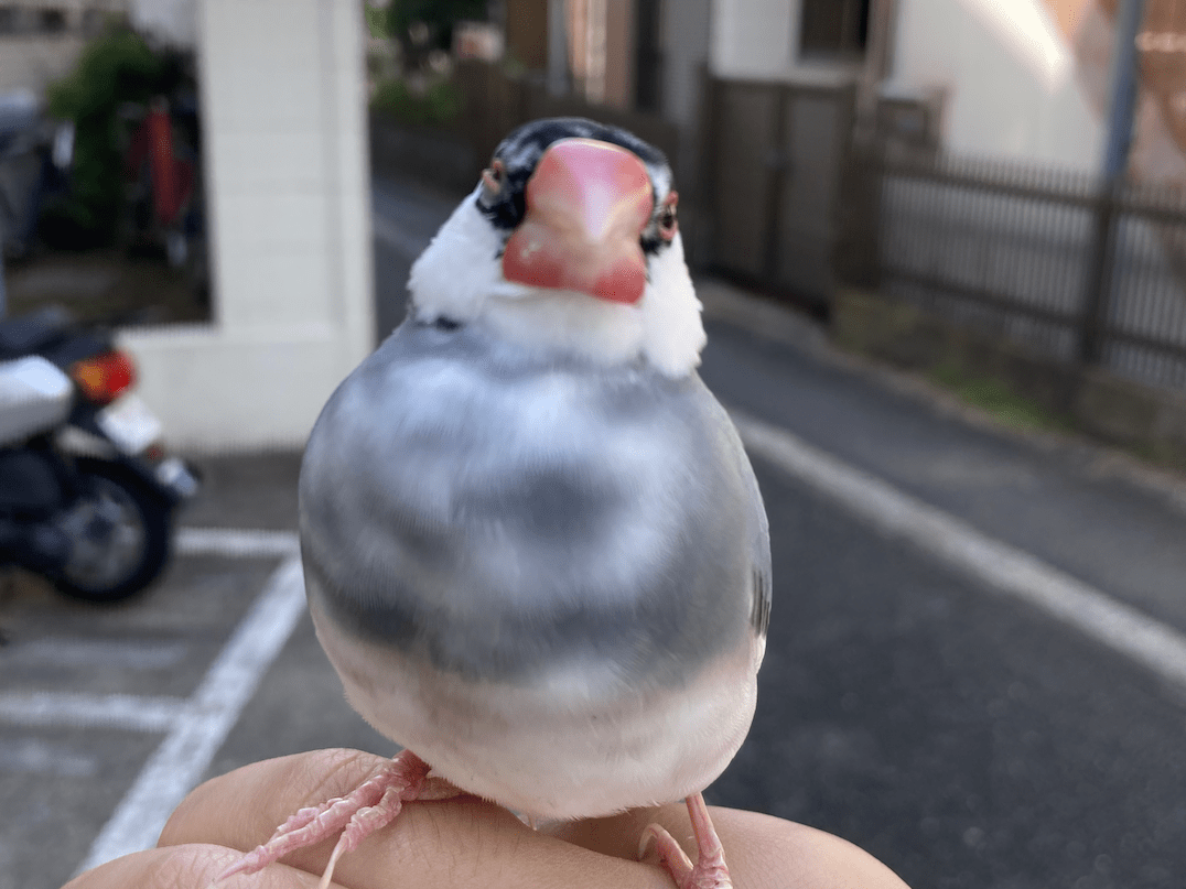目撃された鳥 目撃された鳥