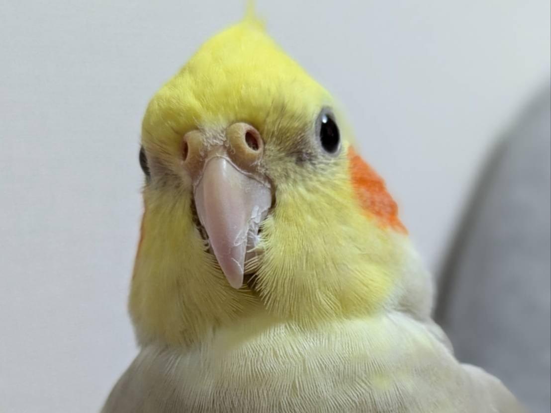 りんちゃん りんちゃん